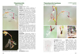 Field Guide to the Orchids of Southern Tablelands of NSW