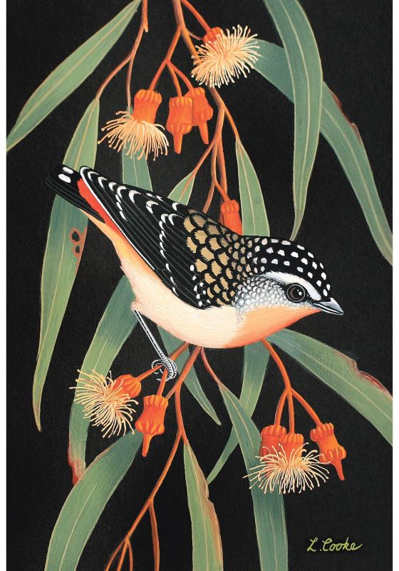 Card Australian Spotted Pardalote