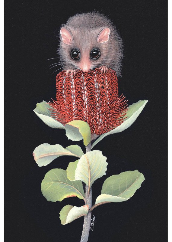 Card Pygmy Possum and Banksia