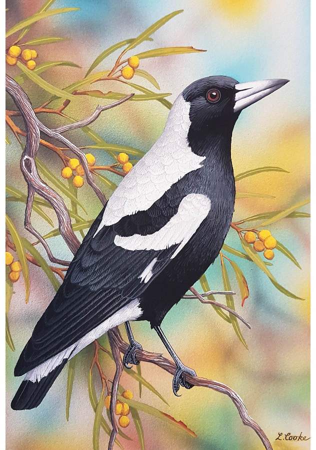 Card Magpie and Wattle