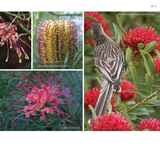 Discovering Australian Flora 2nd Edition